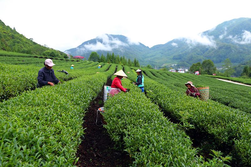 腾冲有什么茶叶好喝（腾冲本地
盛产哪些茶叶）《腾冲当地盛产哪些茶叶》