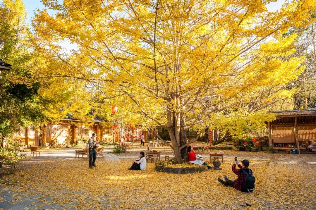 在漫天银杏纷飞中闻听腾冲银杏村的秋声