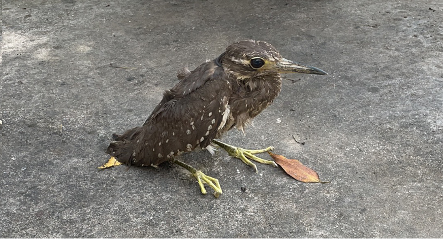 林鳽图片