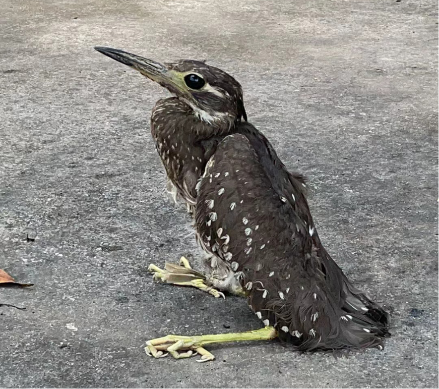 林鳽图片