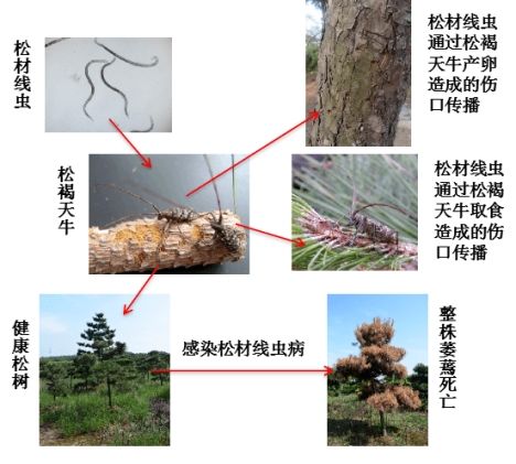 松树上有几种虫图片图片