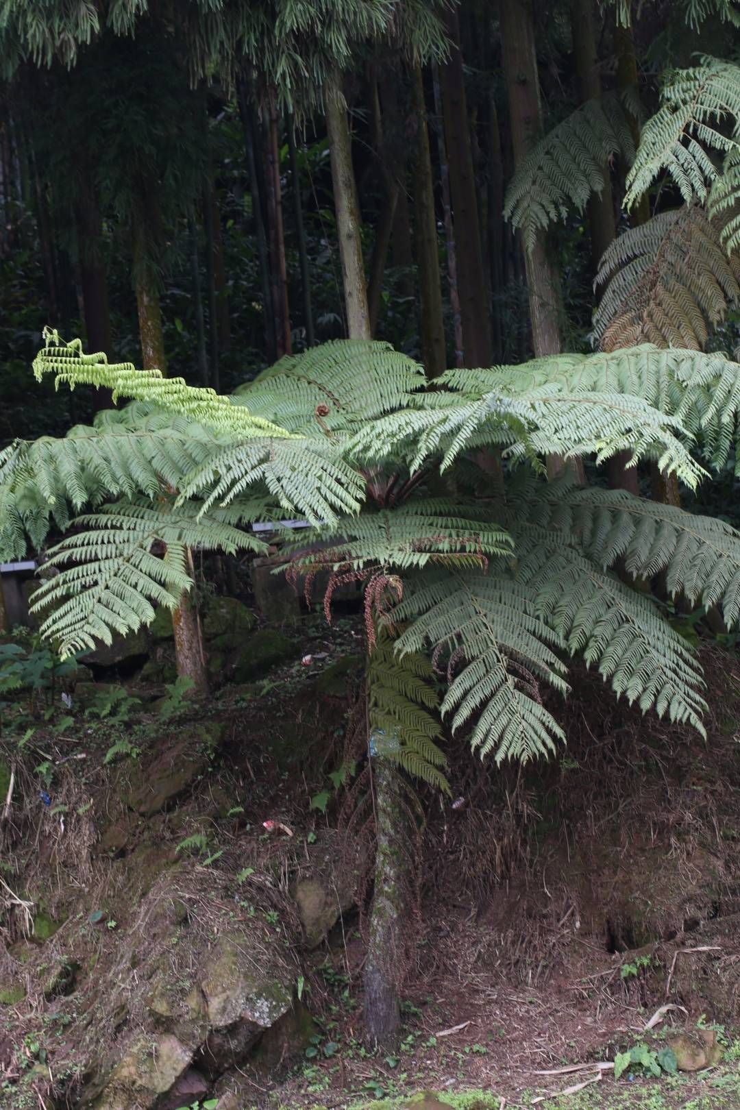 国际生物多样性日 | 在洪雅，遇见植物多样性之美~~ - 关注森林