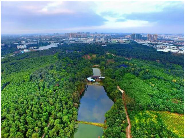 佛山最美7大森林公園登高賞月湖邊賞景