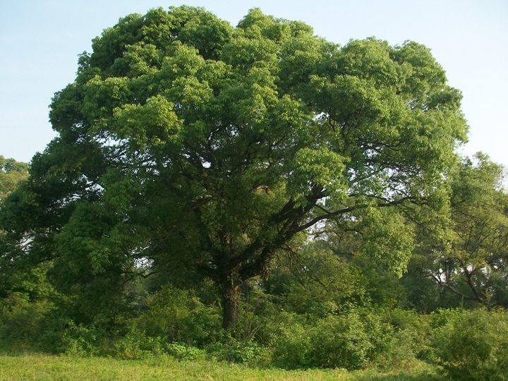 【道水湿地公园珍稀野生植物详解】香精原料—樟树