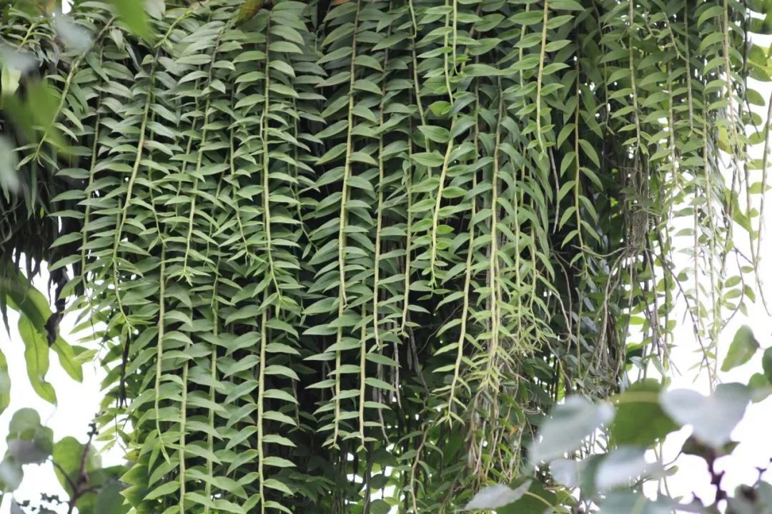 植物篇兜唇石斛云南西双版纳国家级自然保护区动植物科普