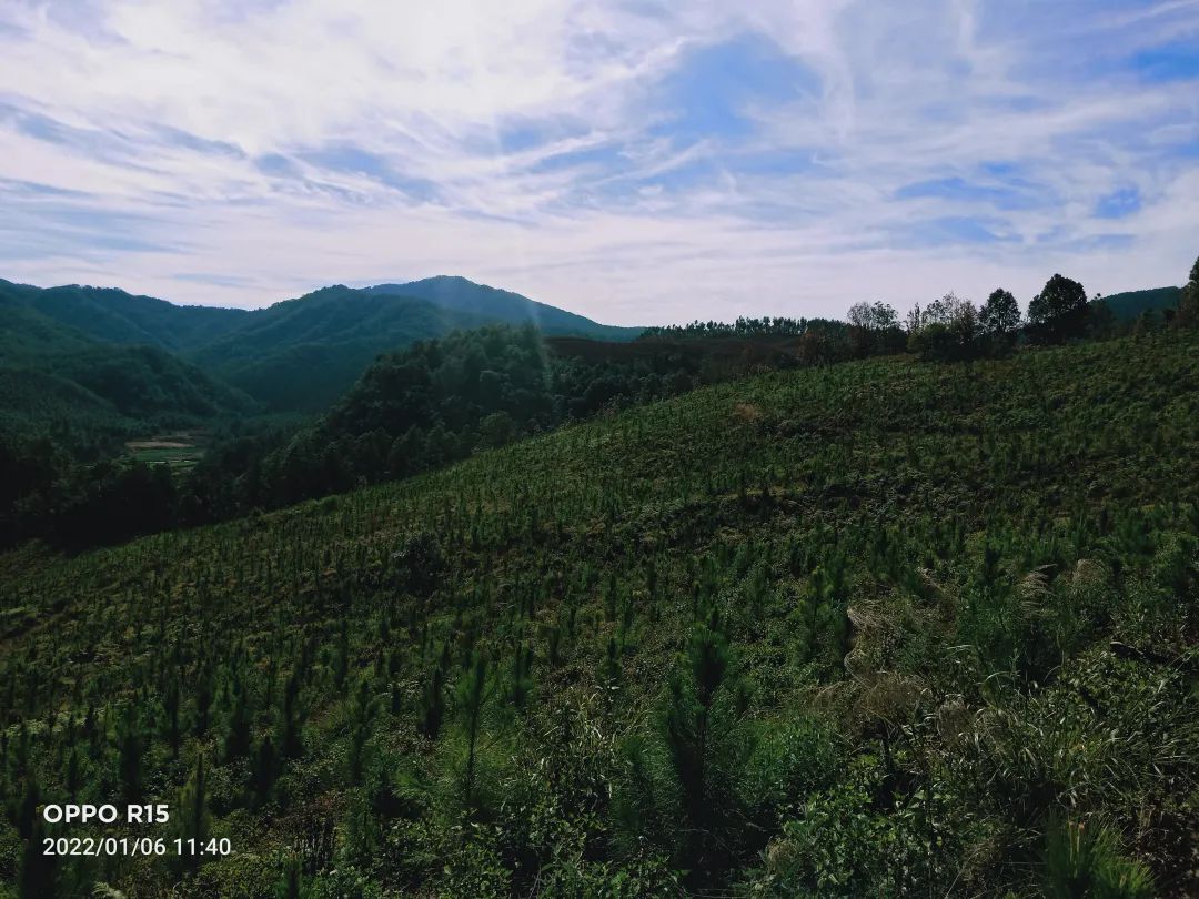 国有林场 | 石屏县龙朋国有林场 - 关注森林