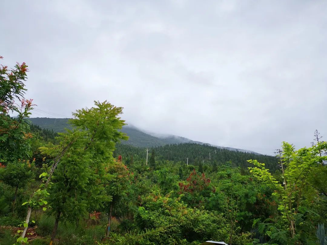 国有林场 | 石屏县牛达国有林场 - 关注森林