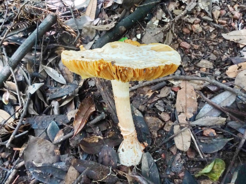 保護地菌物物種卡 其他菌 種名(中): 赤腳鵝膏 學名(拉丁): amanita