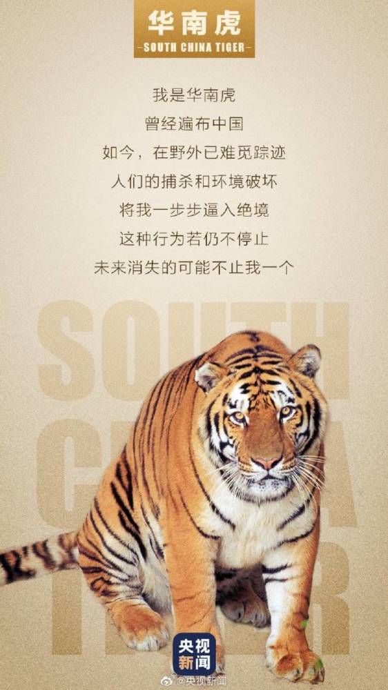 拯救华南虎的英语海报图片