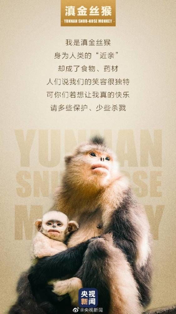 滇金丝猴的自述以我们的国宝——大熊猫为例,大熊猫作为我国独有的