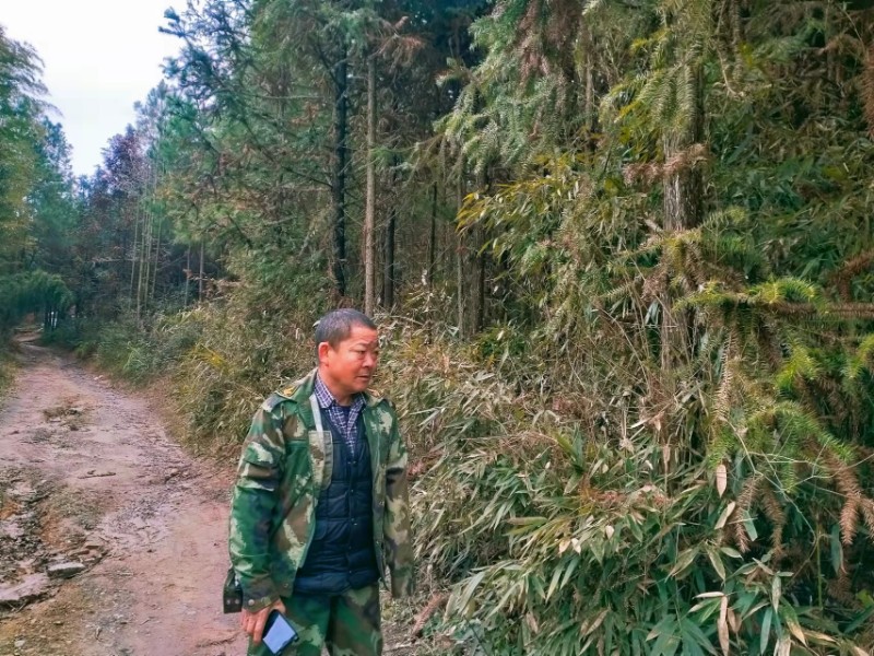 图为2月8日,山庄乡远家村护林员刘正东在巡山护林.