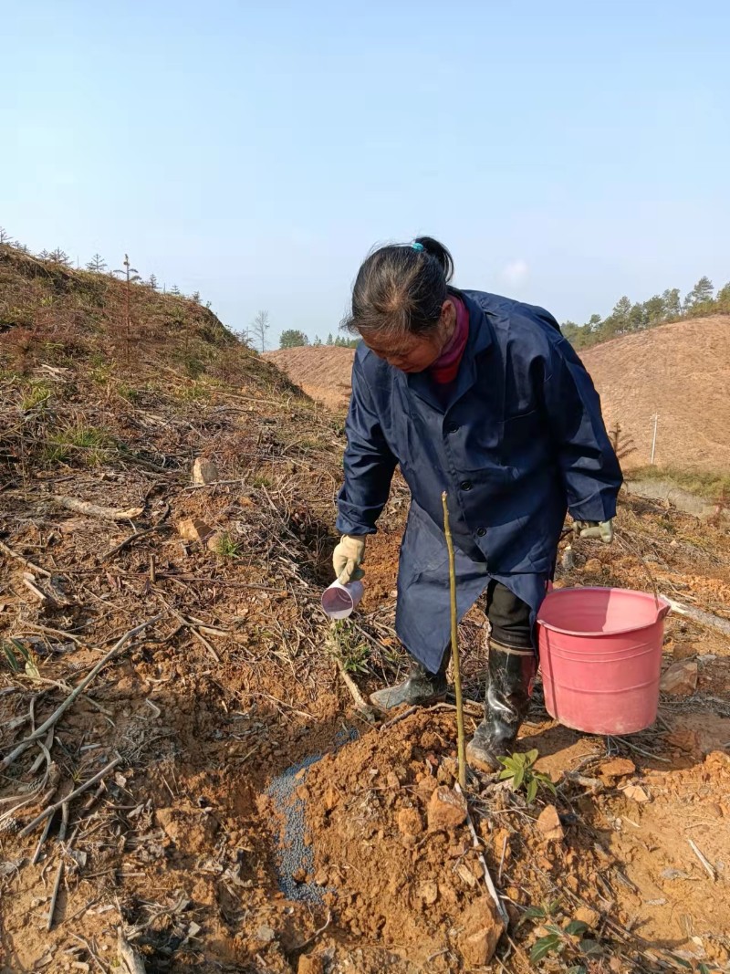 安福县北华山林场完成毛红椿幼林补植施肥任务