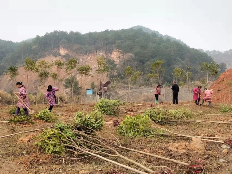 图为明月山林场组织民工在矿山栽植桂花树