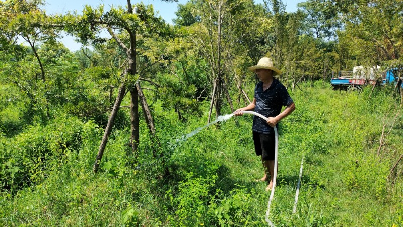 植树节浇水图片大全图片