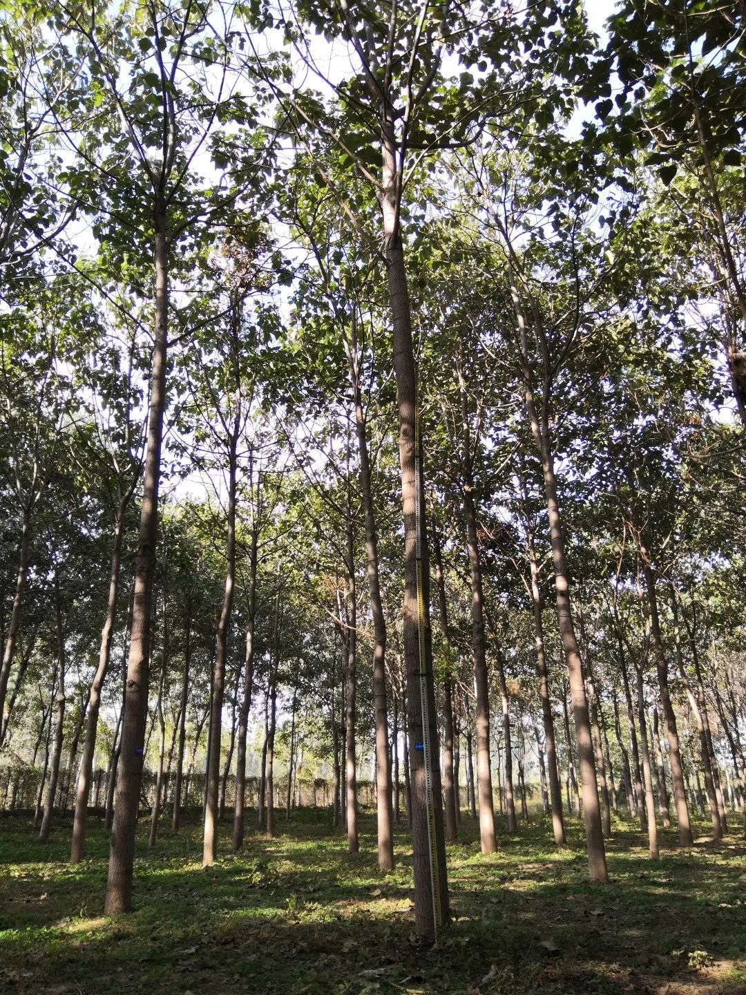 泡桐种植基地图片