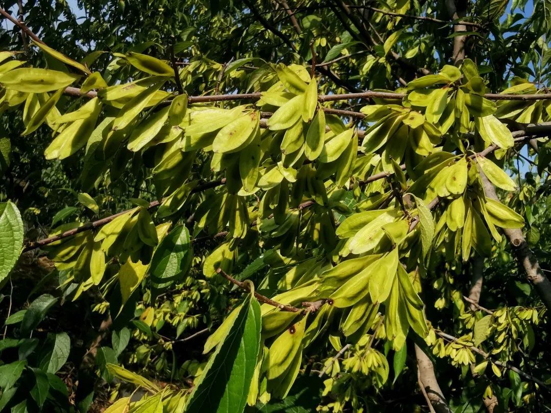 河南林木良種仲林2號杜仲