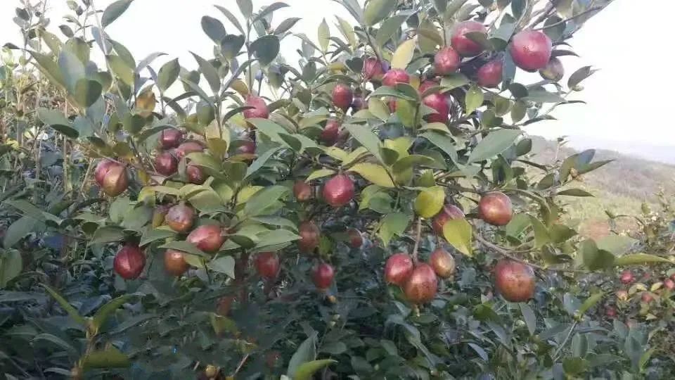 河南林木良种长林4号油茶