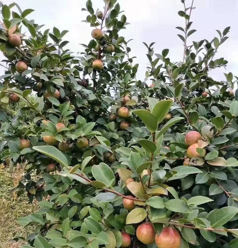 河南林木良种长林53号油茶
