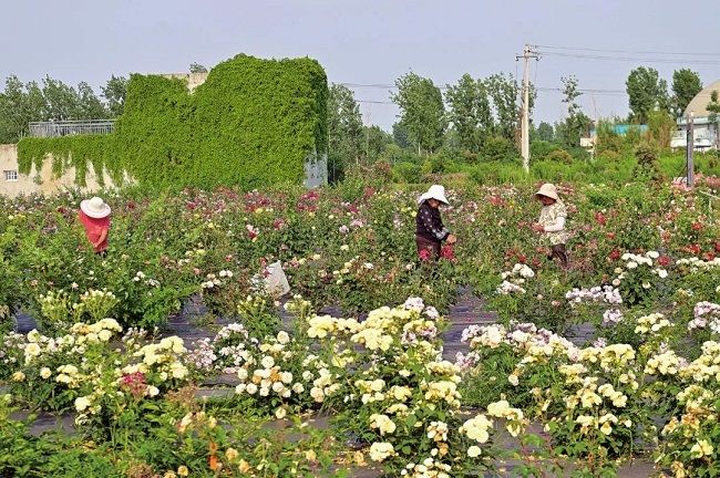 "豫"见四季74夏丨河南"花儿"让颜值变产值