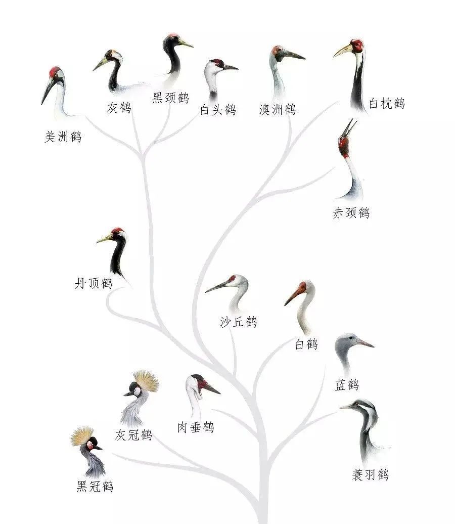 鹤的种类图片