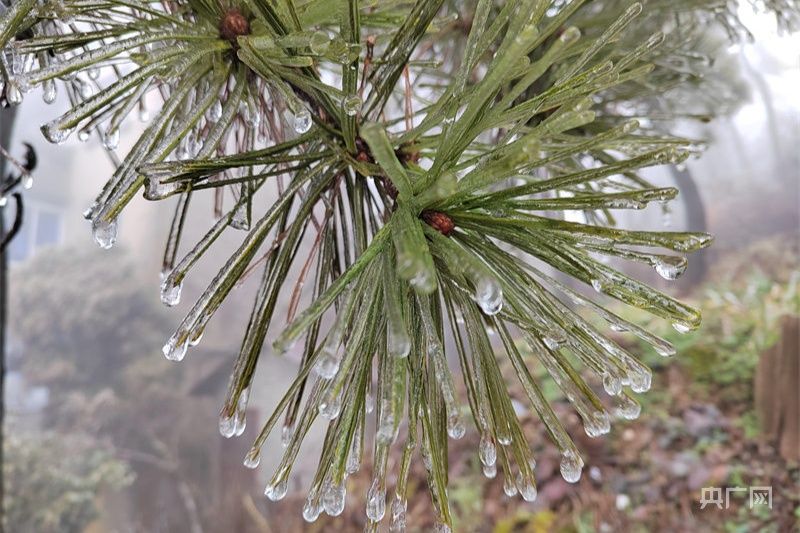 庐山雨凇图片