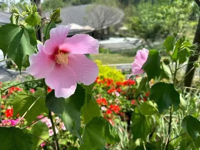 成都市树市花图片