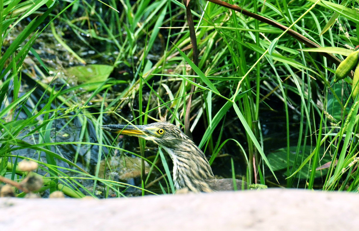 高温下的池鹭鸟