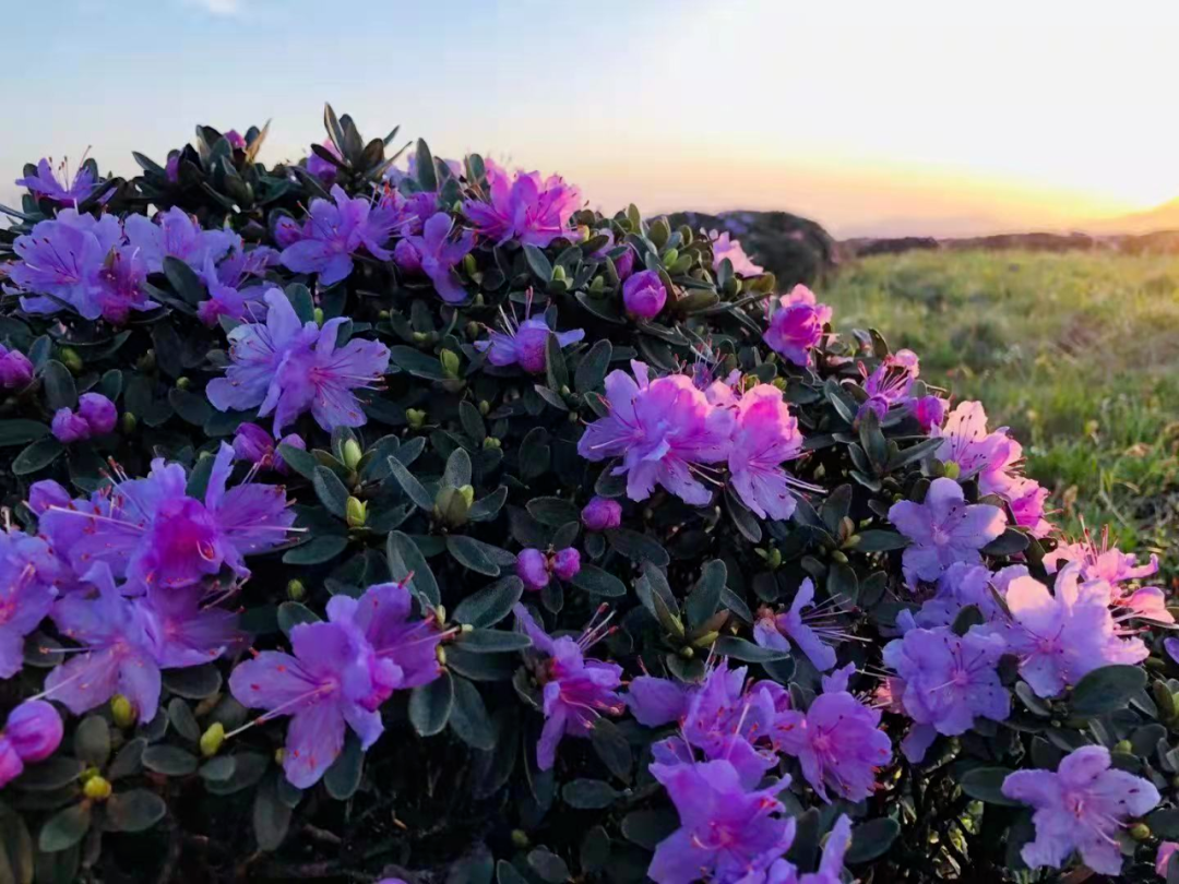 秦岭杜鹃花图片