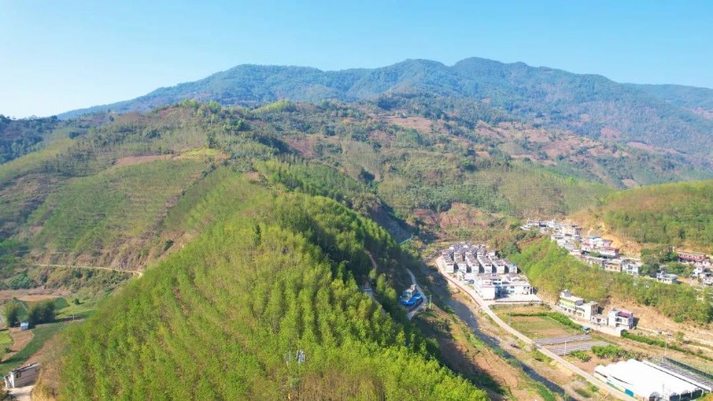 雅邑镇万亩胶林吐新绿捧起胶农新希望