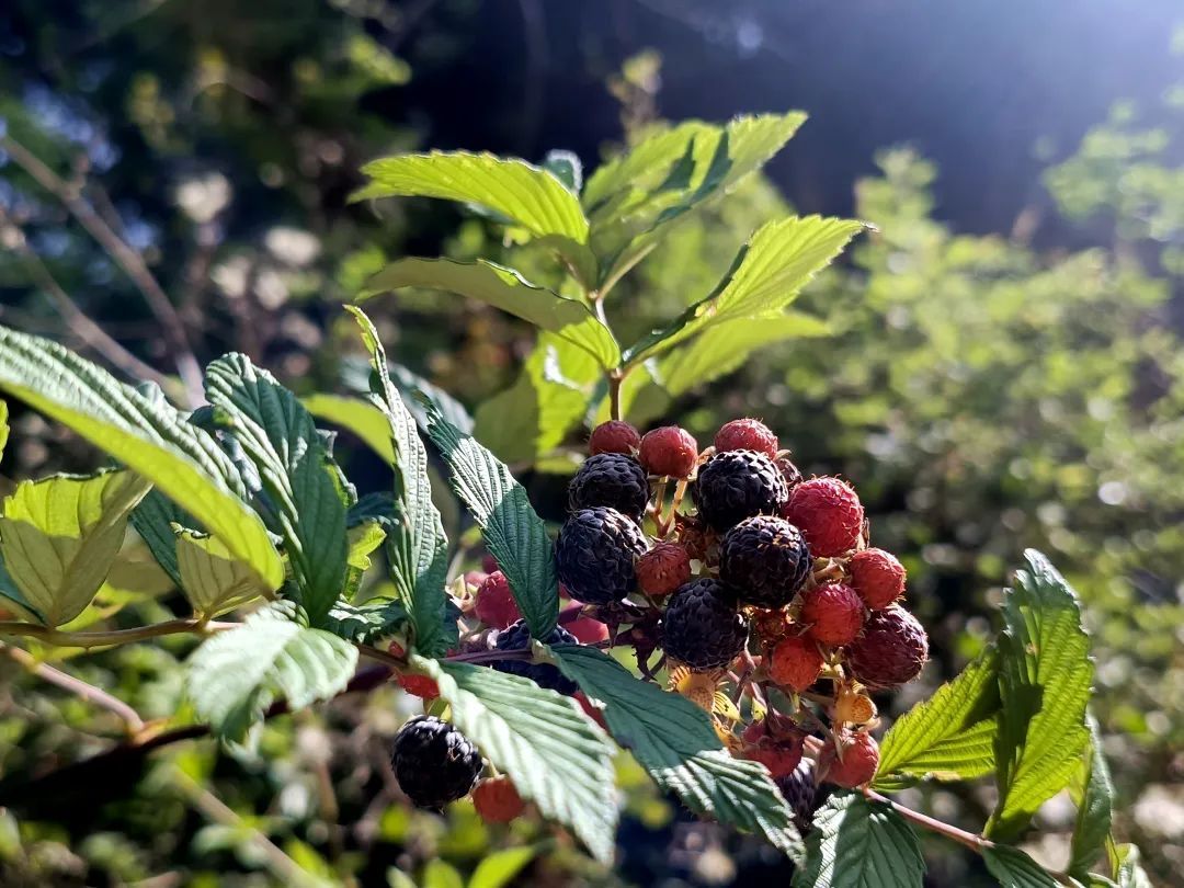 墨江山野紫泡甜如蜜寻味童年摘快乐