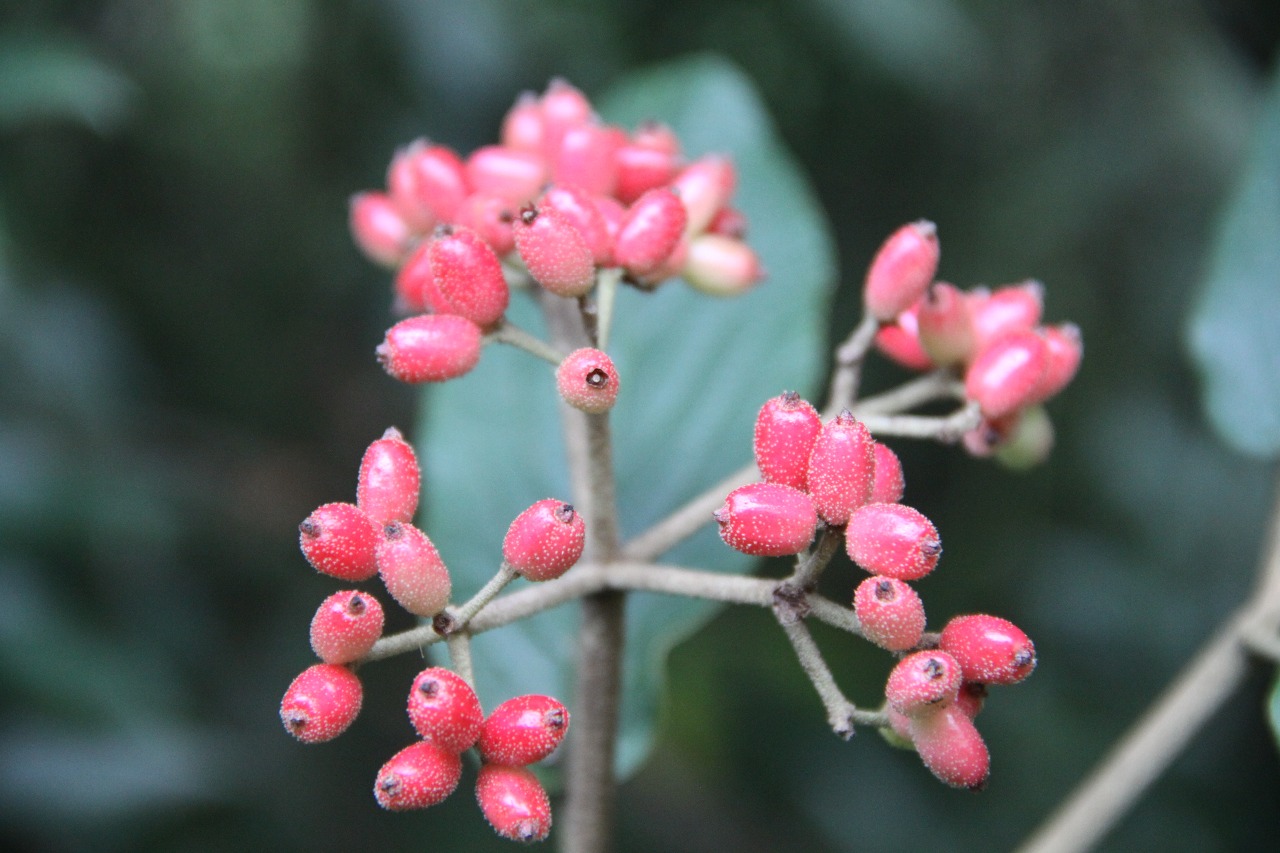 后河保护区南方荚蒾2