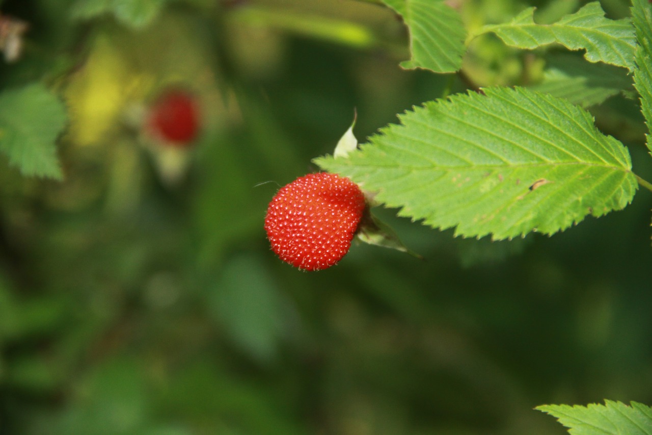 后河保护区红腺悬钩子2