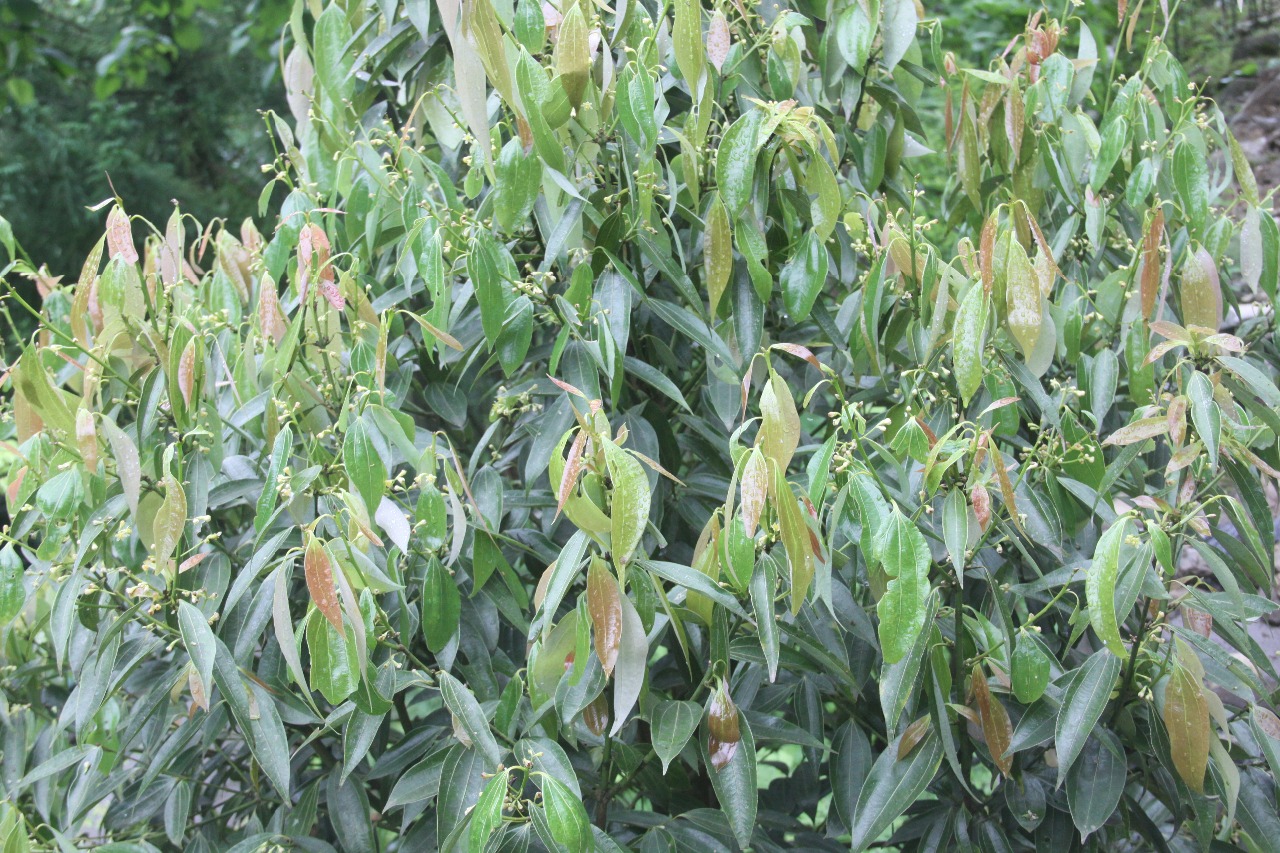 后河保护区川桂3别名桂樟树