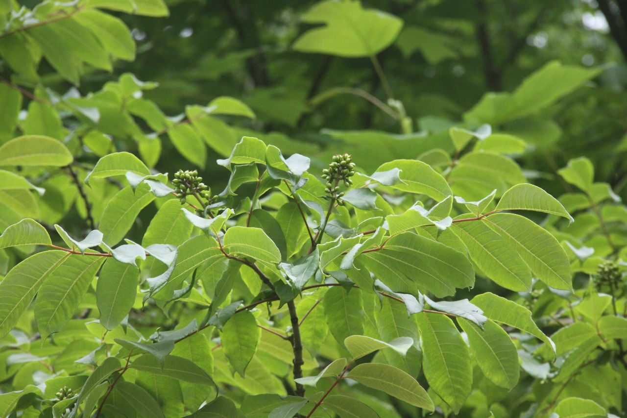 后河保护区,黄柏(2)