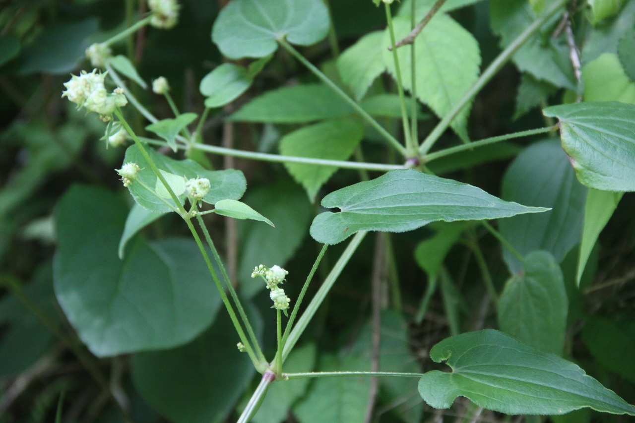 后河保护区,茜草(4)别名:锯子草