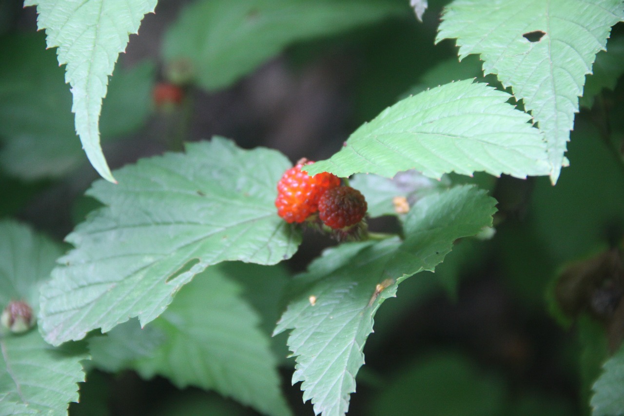 后河保护区三花悬钩子2