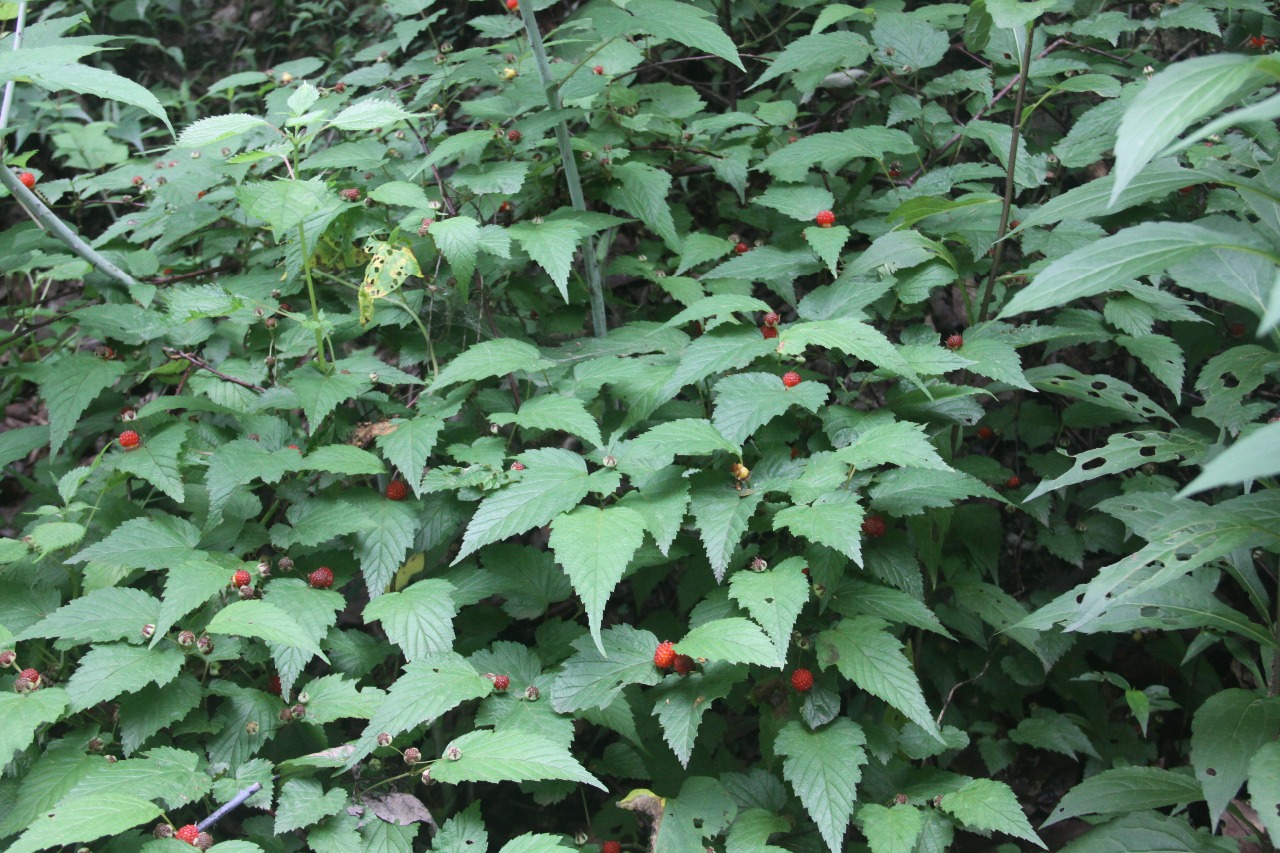 后河保护区三花悬钩子3