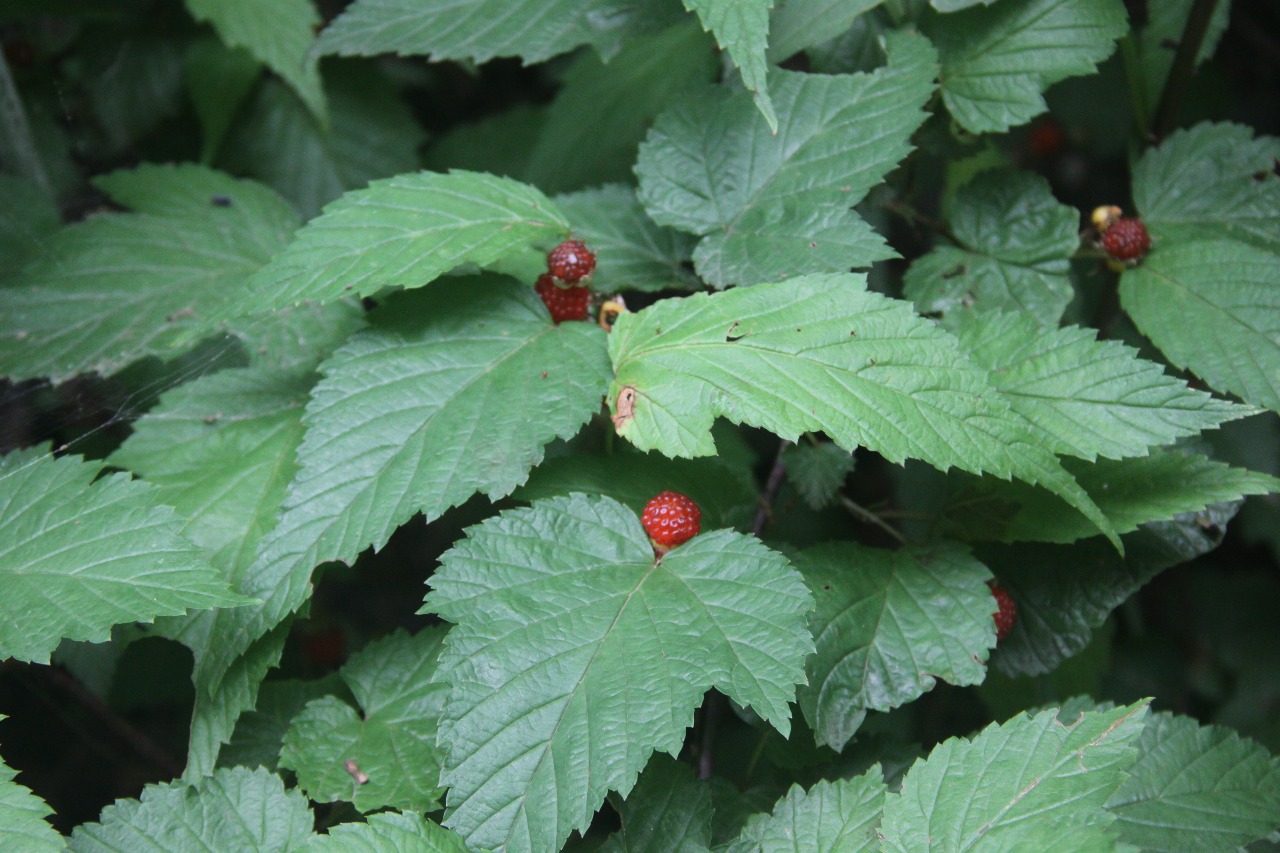 后河保护区三花悬钩子5