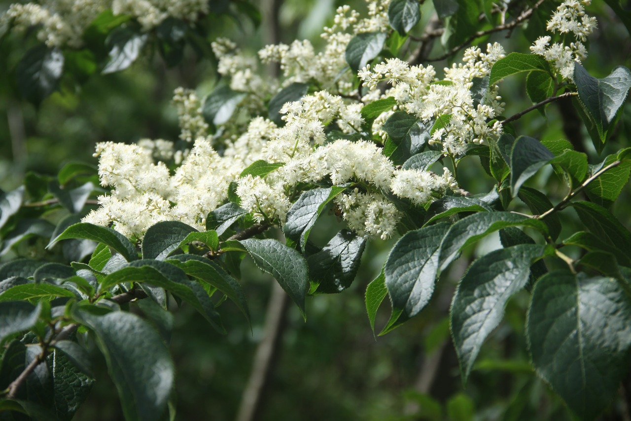 后河保护区,华山矾(4)