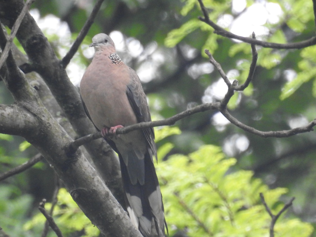 後河保護區珠頸斑鳩2