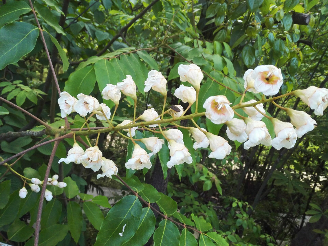 后河保护区钟萼木1