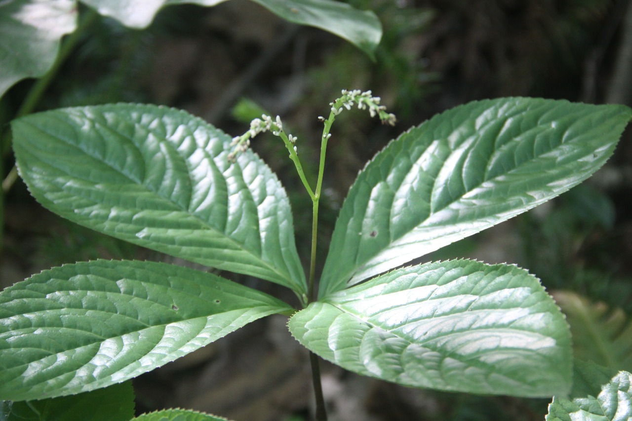 后河保护区金粟兰2别名四块瓦