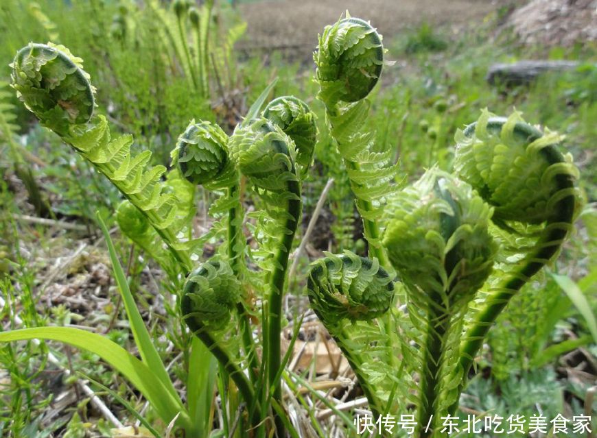 山上长的野菜种类图片图片