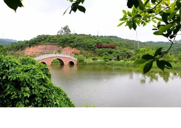 廣東樟木頭林場紅花油茶果掛枝頭