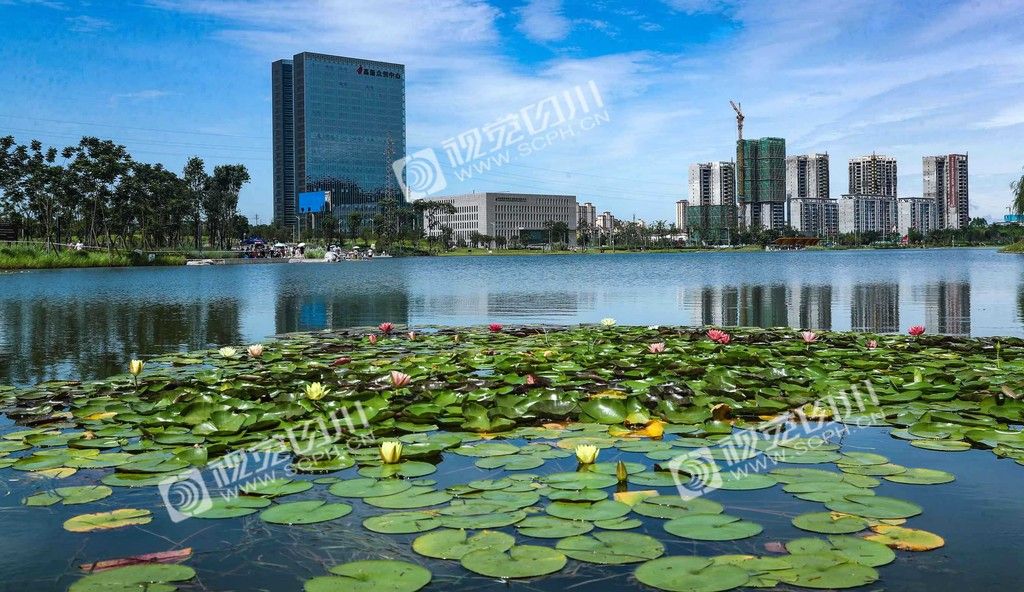新地标泸州这个湿地公园即将开放超大超美川报观察2020727