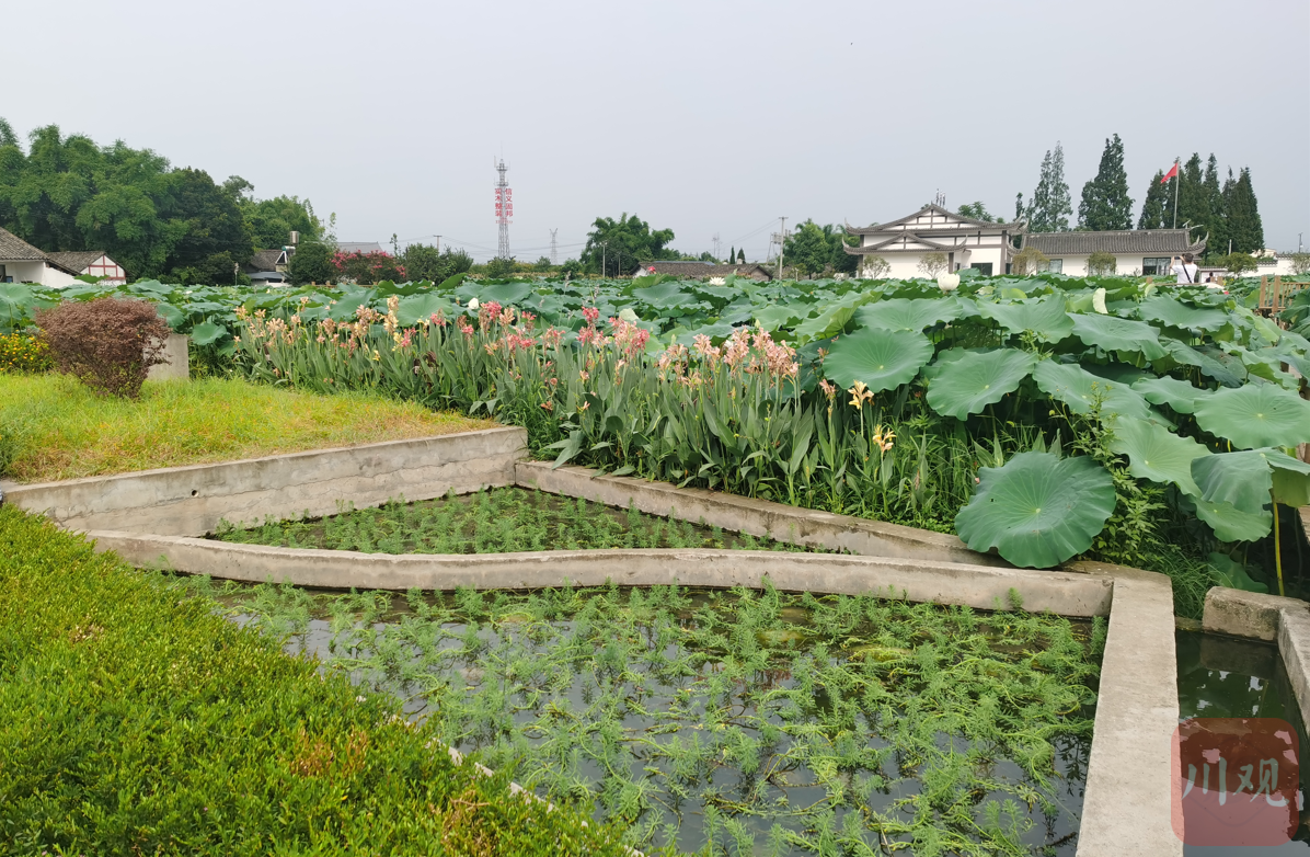 眉山市生态环境局工作人员解释,采用的是"厌氧 人工湿地 氧化塘"处理