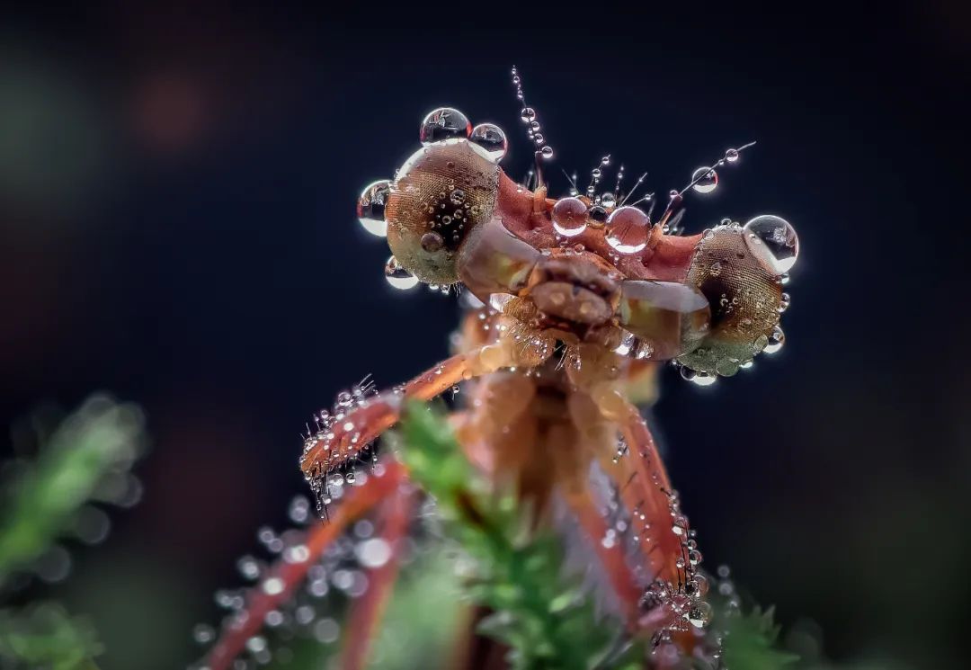 摄影之都2022年度摄影大赛生态微距类获奖作品揭晓