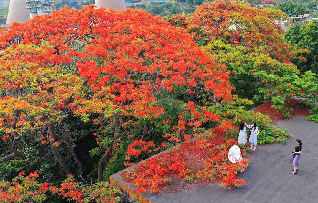 四川攀枝花的凤凰花美翻了网友建议恢复市树头衔当地回应