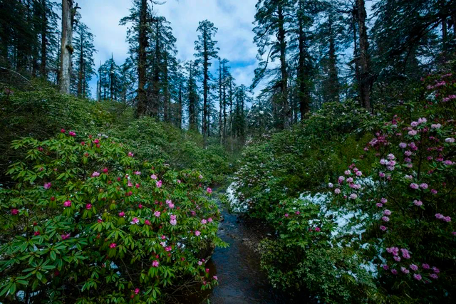 拍都是無需濾鏡點綴的美景圖源/瓦屋山景區在瓦屋山除了賞杜鵑花還能