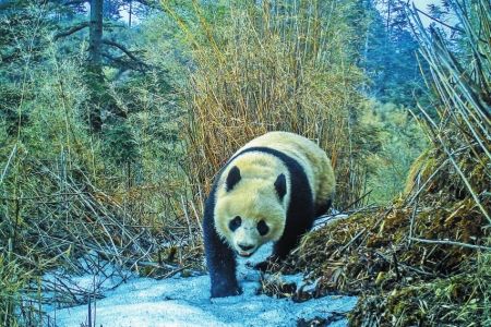 平武县被称为大熊猫第一县